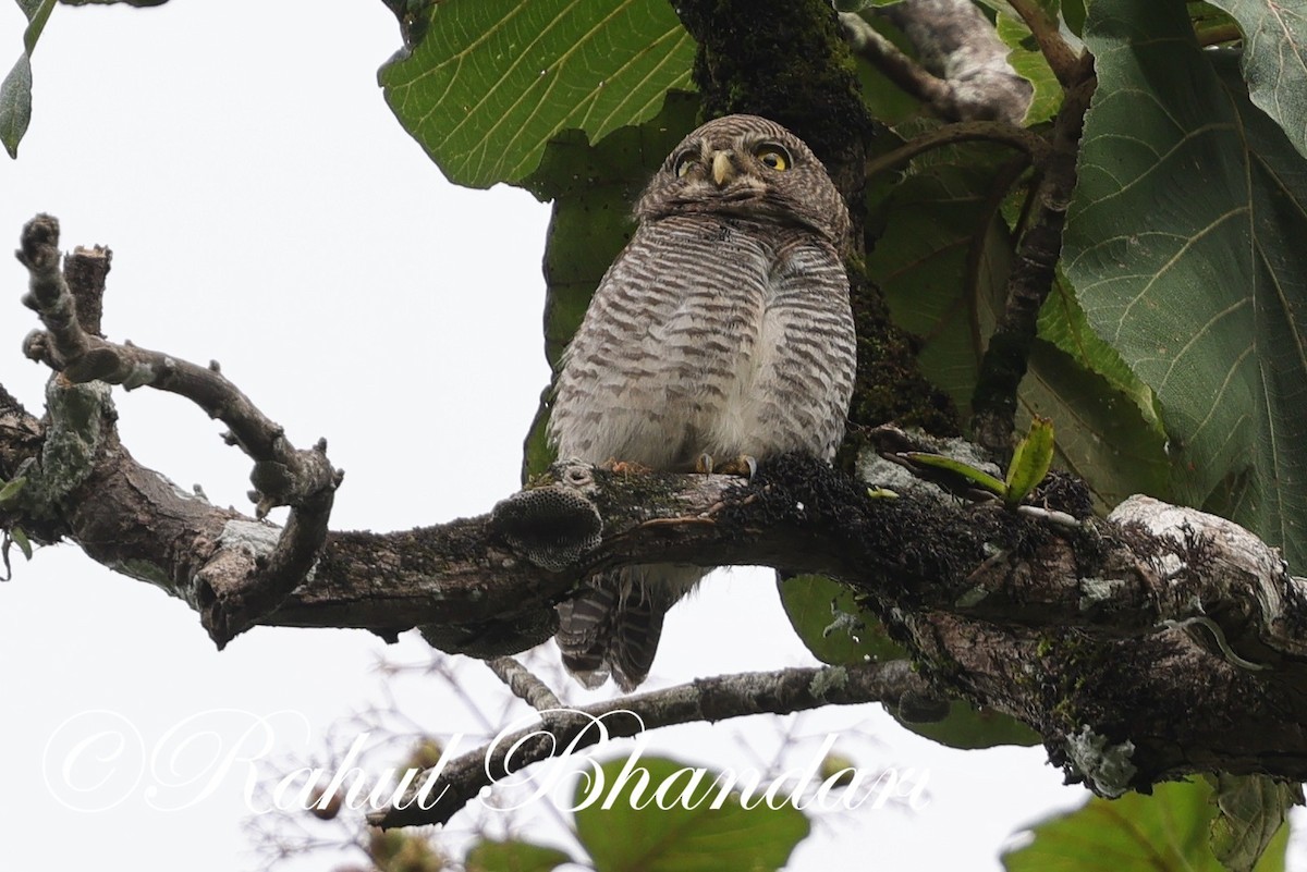 Jungle Owlet - ML625525718