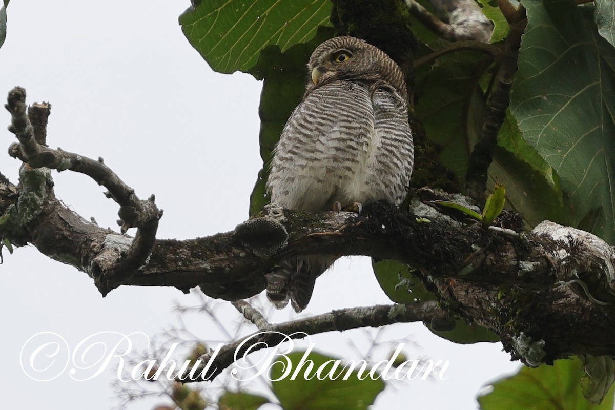 Jungle Owlet - ML625525719