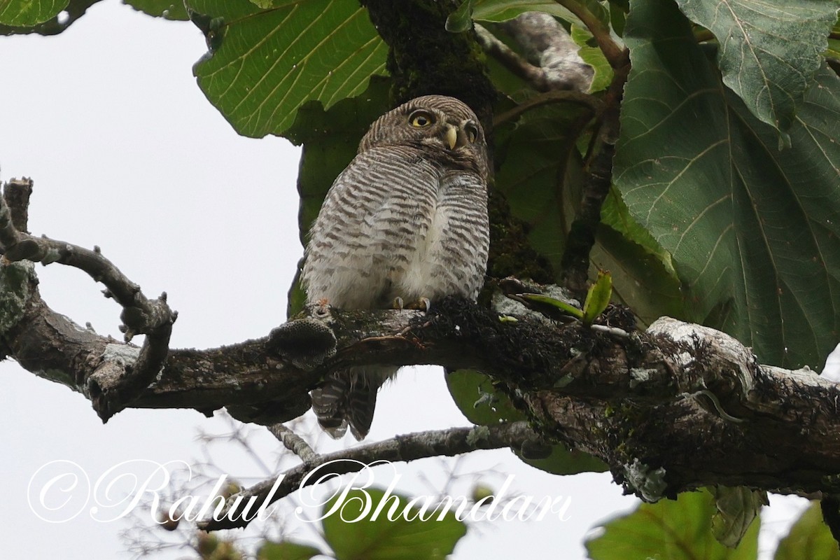 Jungle Owlet - ML625525720