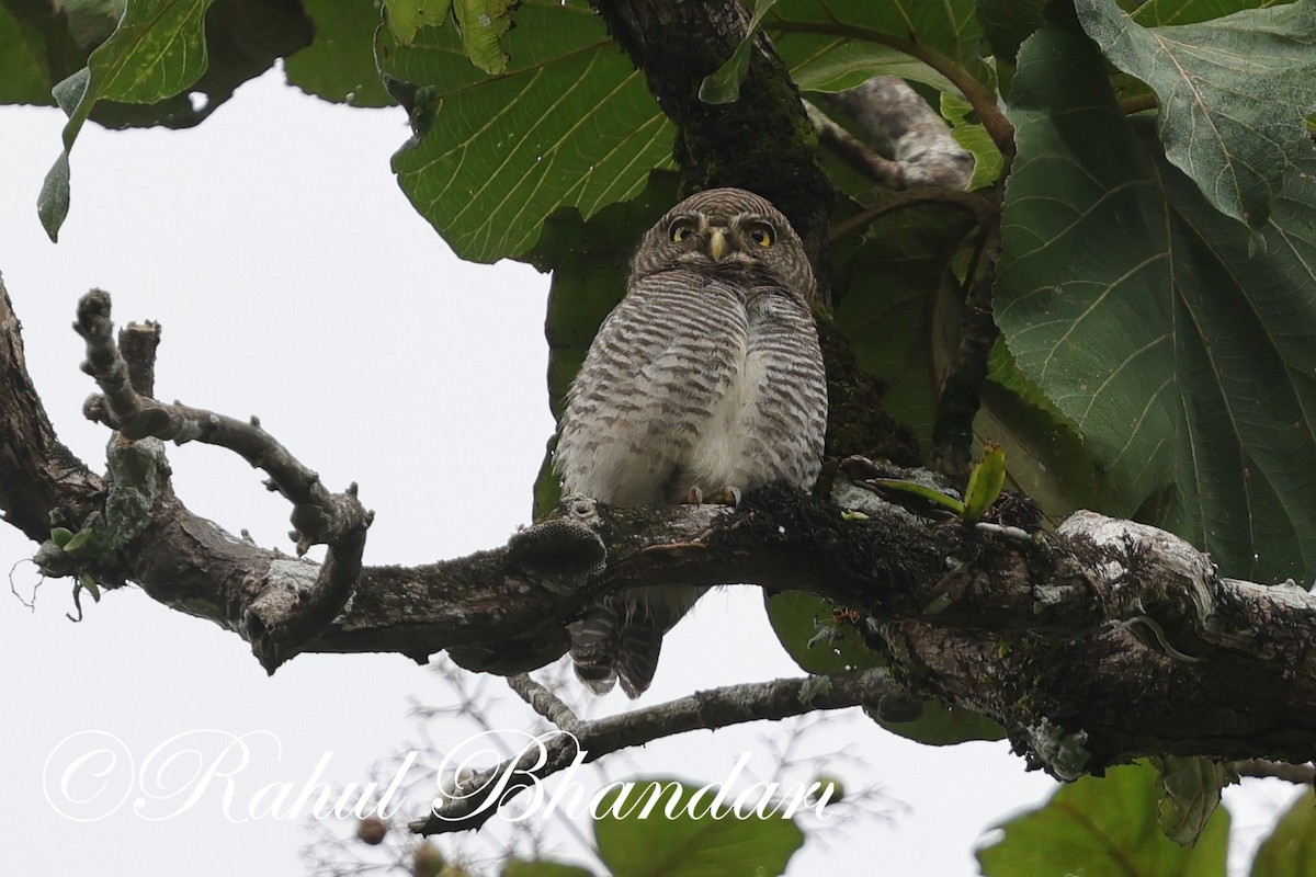 Jungle Owlet - ML625525721