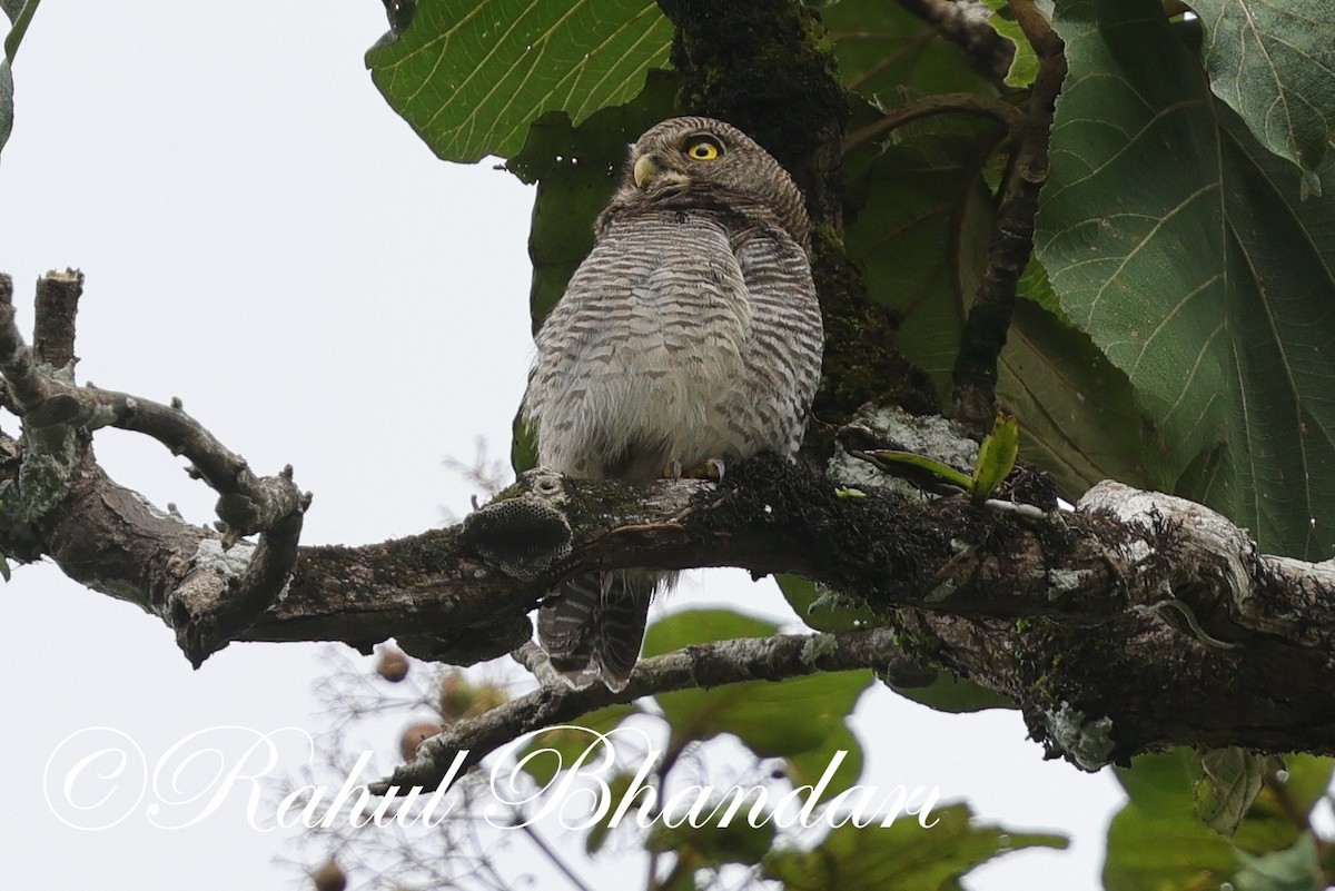 Jungle Owlet - ML625525722