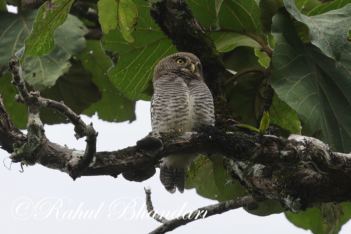 Jungle Owlet - ML625525723