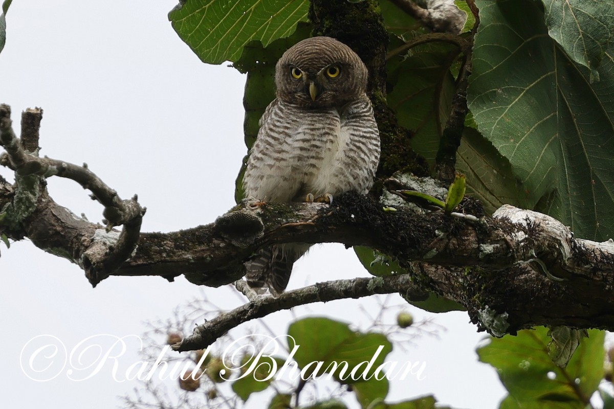 Jungle Owlet - ML625525724