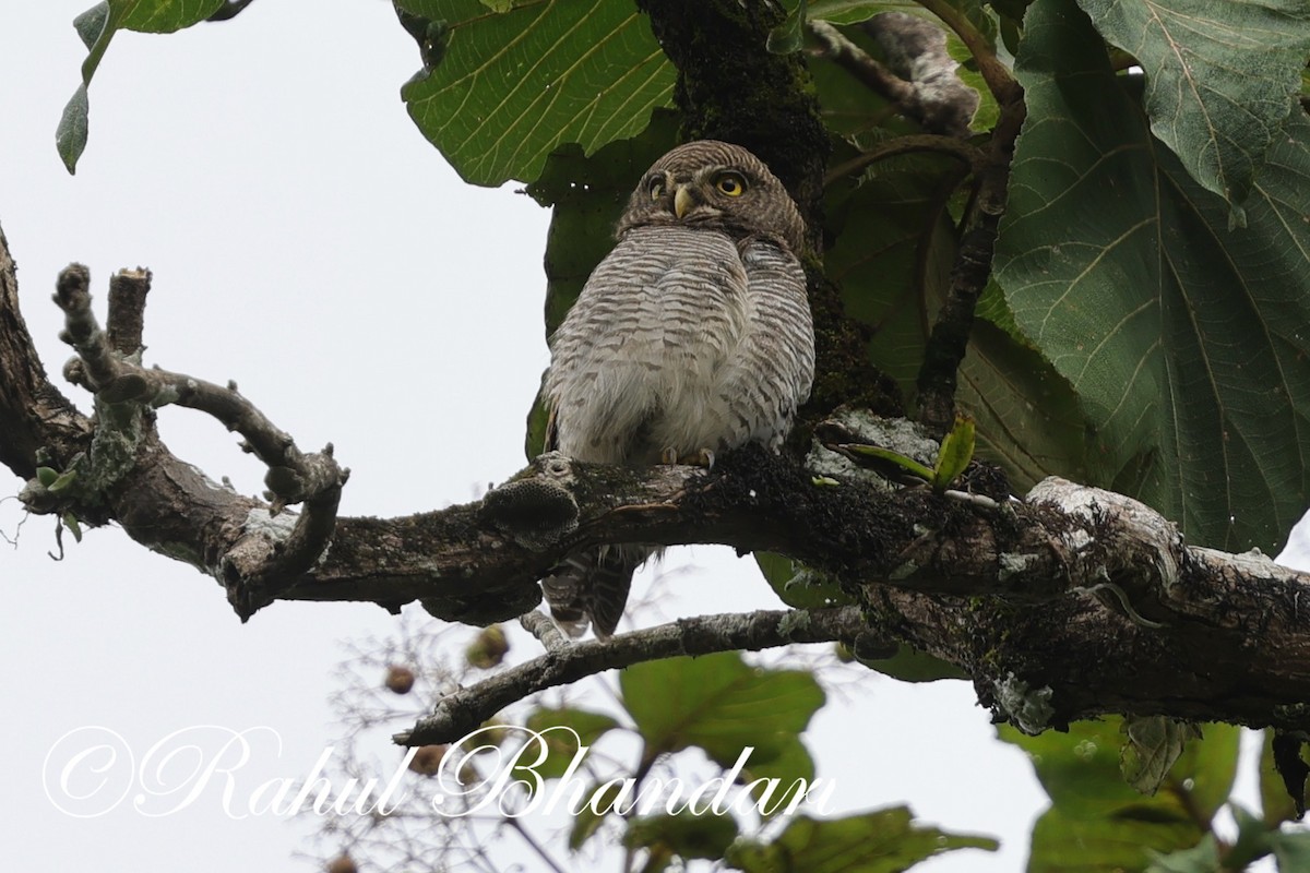 Jungle Owlet - ML625525725