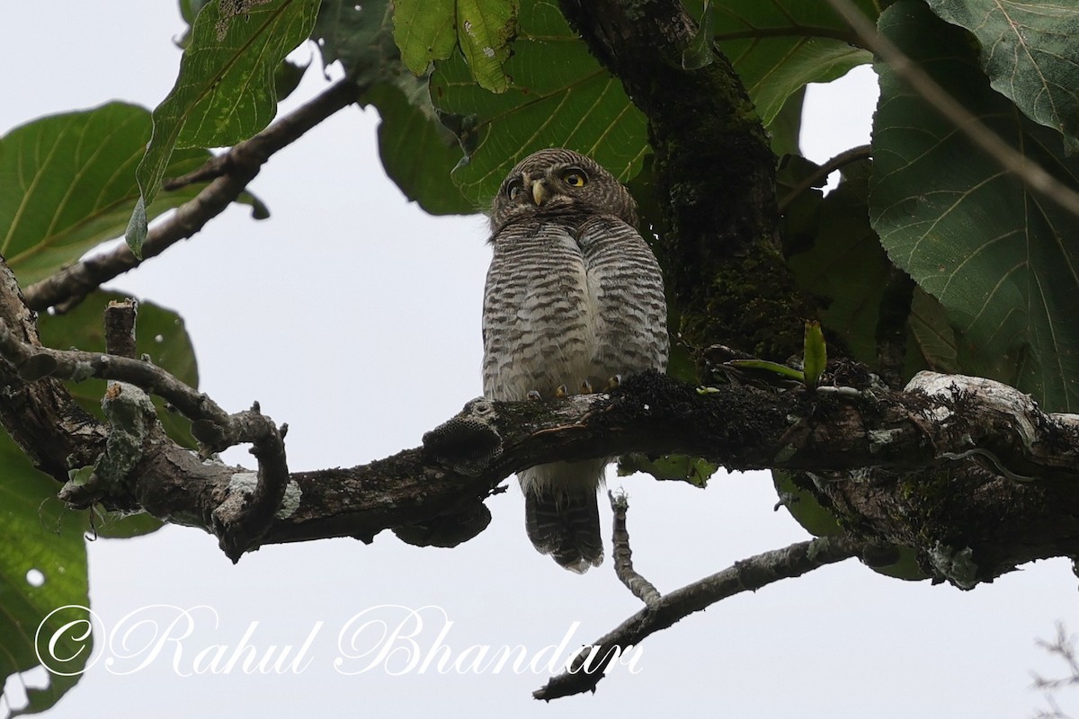 Jungle Owlet - ML625525726