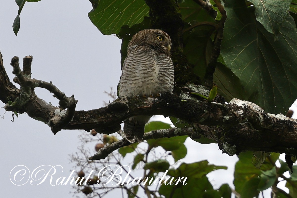 Jungle Owlet - ML625525727