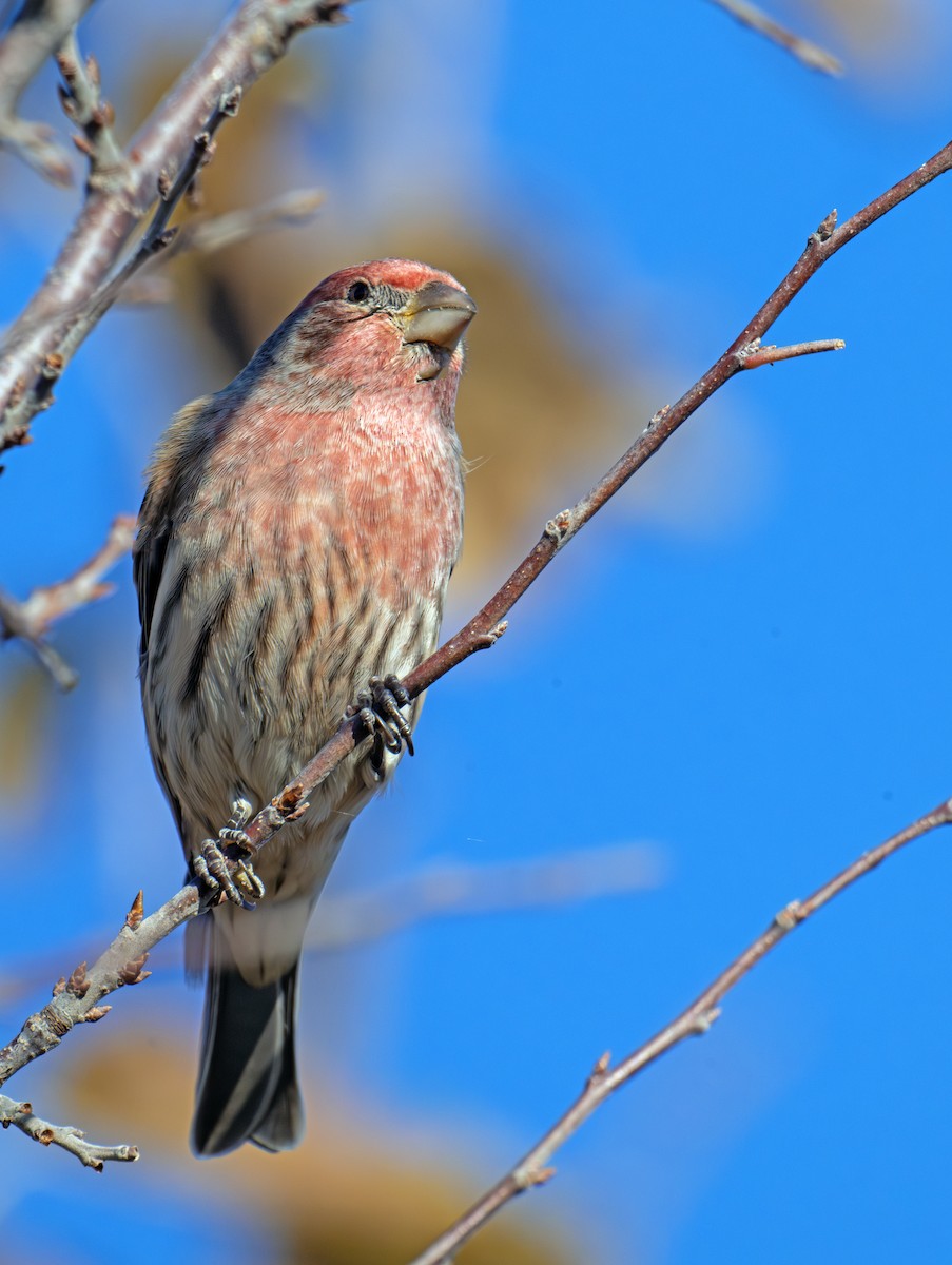 House Finch - Greg Courtney