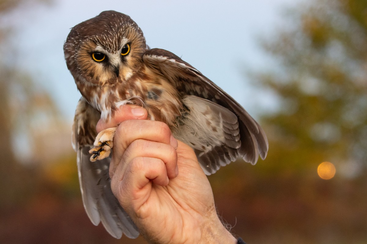 Northern Saw-whet Owl - ML625525750