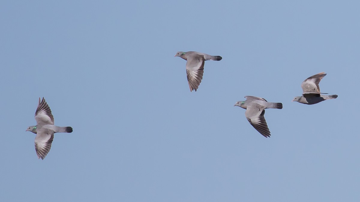 Stock Dove - ML625525811