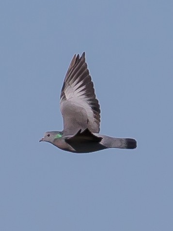 Stock Dove - ML625525816