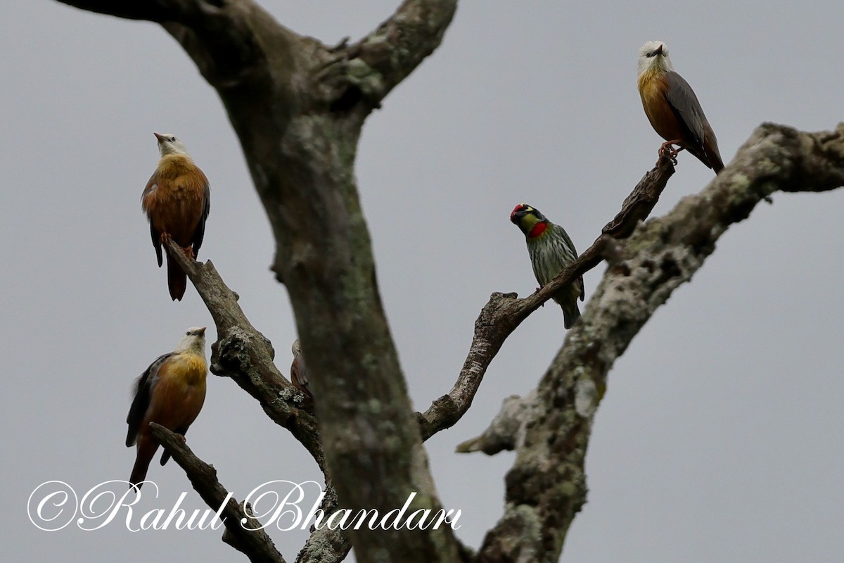 Malabar Starling - ML625525872