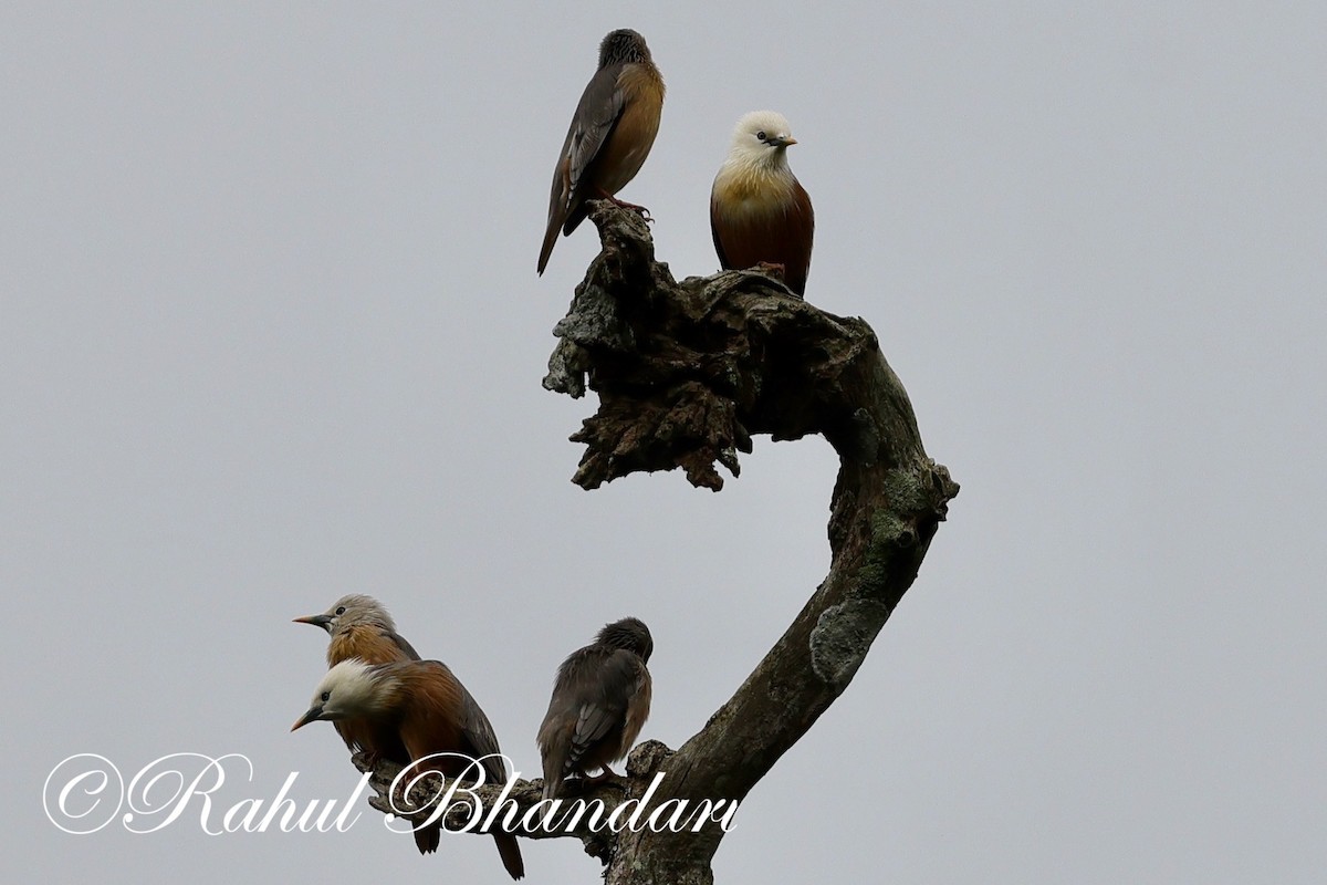 Malabar Starling - ML625525873