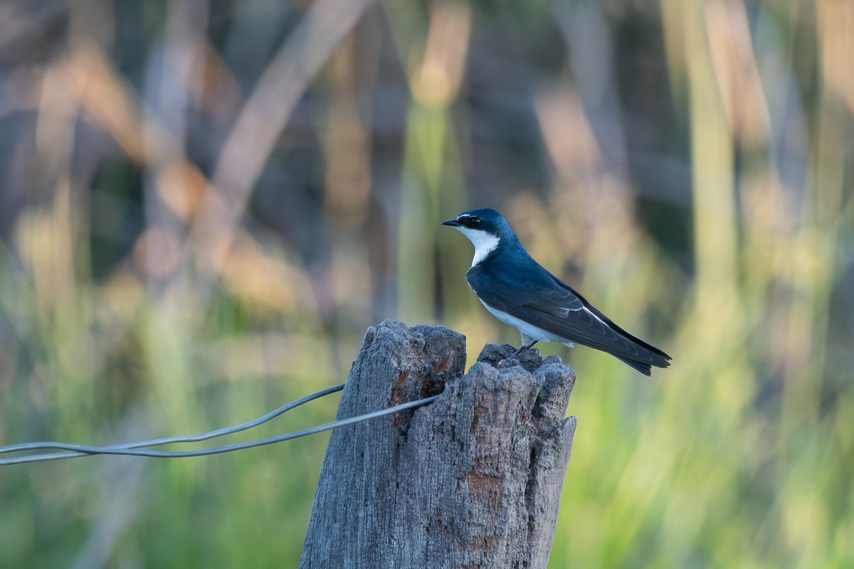 White-rumped Swallow - ML625525922