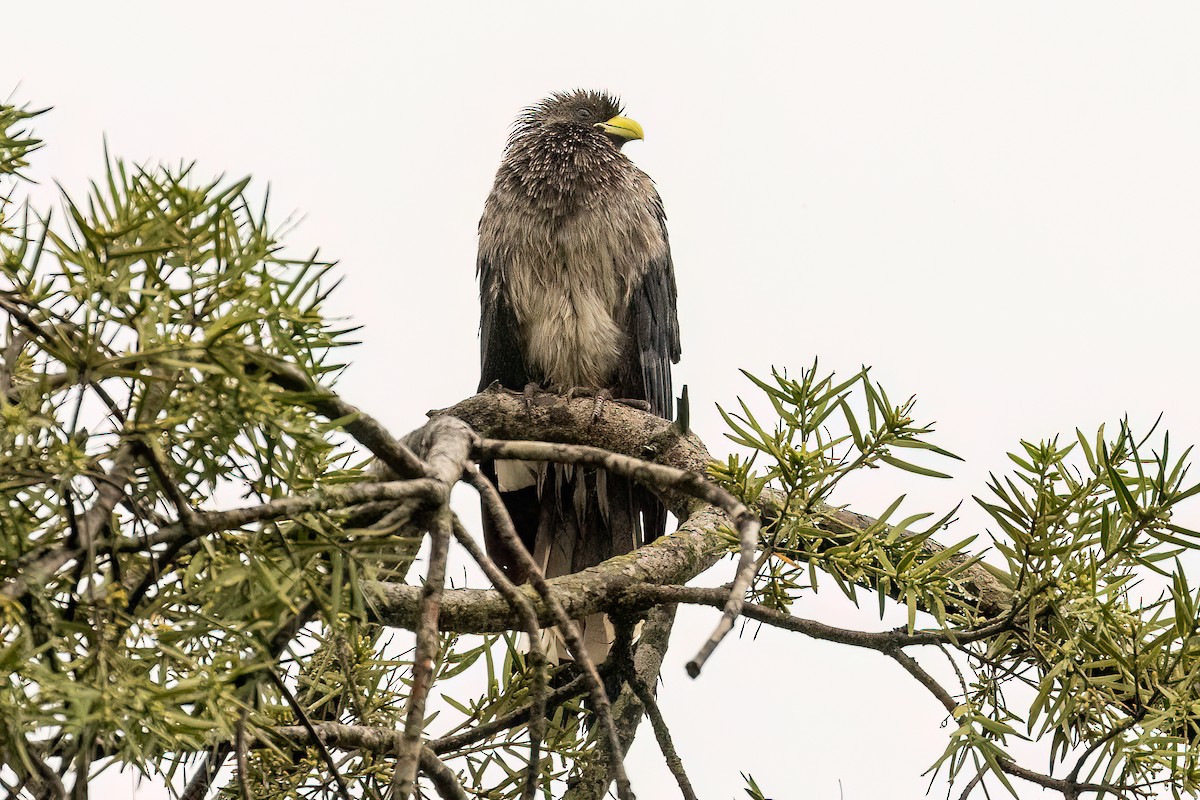 Eastern Plantain-eater - Steve Potter