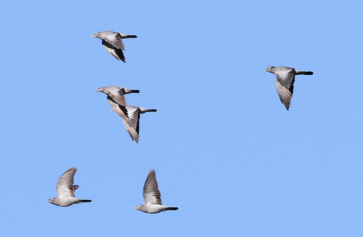 Stock Dove - ML625526056