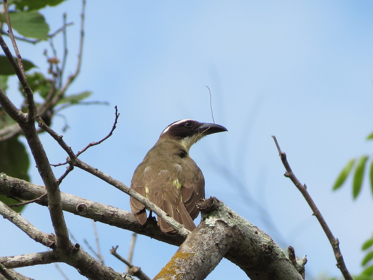 Boat-billed Flycatcher - ML625526079