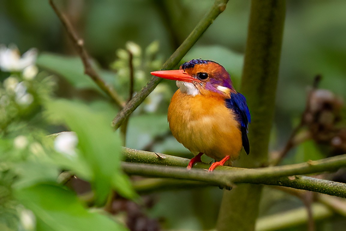 African Pygmy Kingfisher - ML625526080