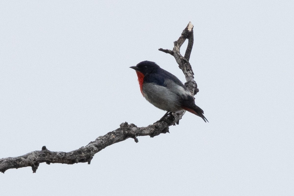 Mistletoebird - ML625526141