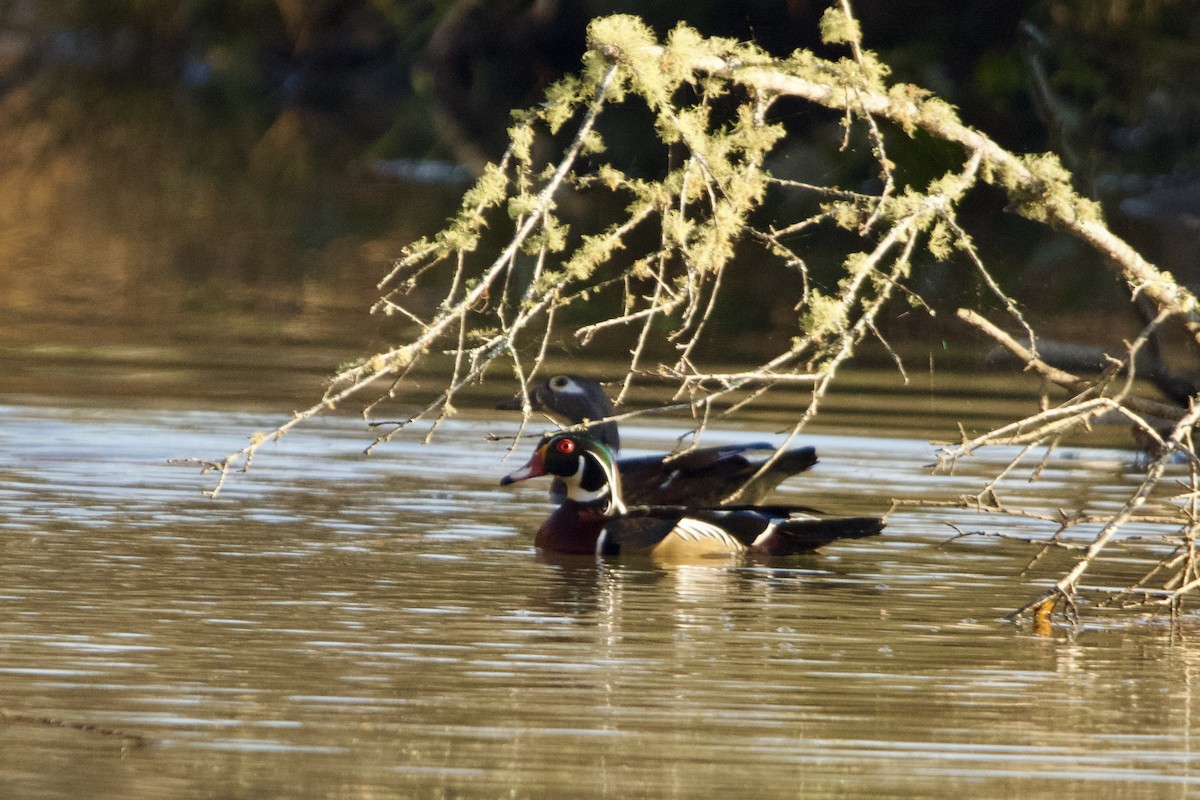 Wood Duck - ML625526167