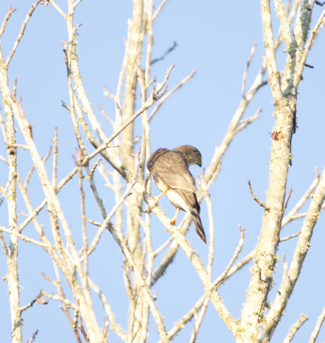 Sharp-shinned Hawk - ML625526173