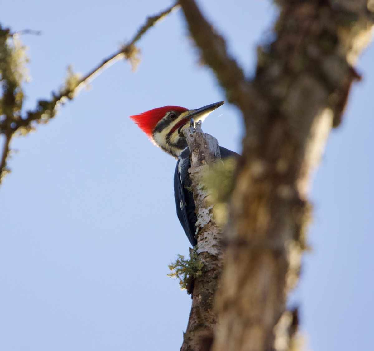 Pileated Woodpecker - ML625526179