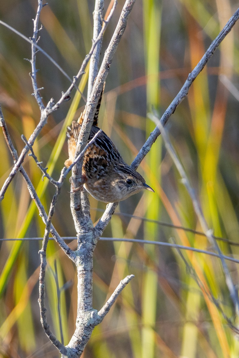 Sedge Wren - ML625526222