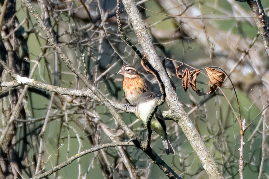 Rose-breasted Grosbeak - ML625526249