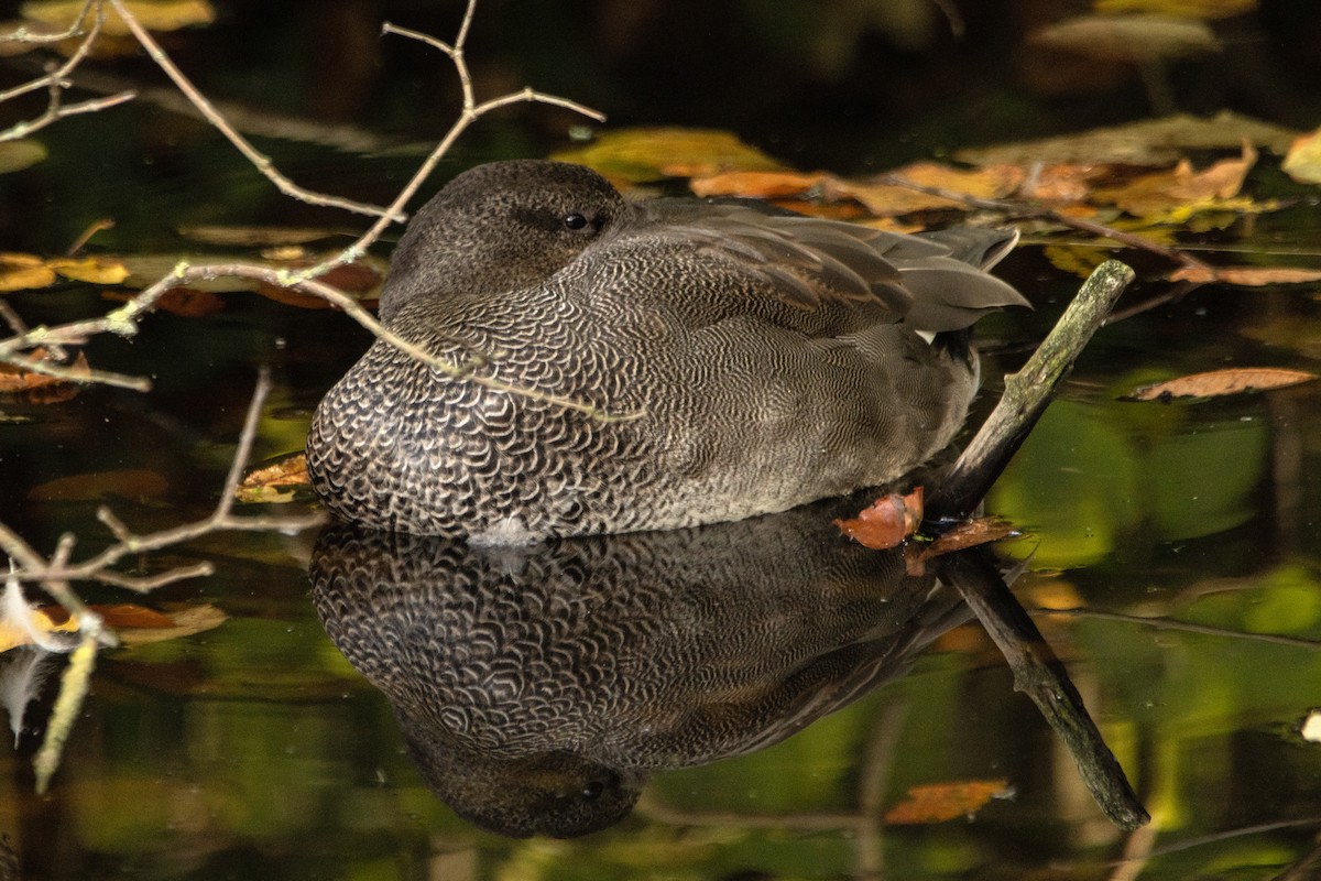 Gadwall - Letty Roedolf Groenenboom