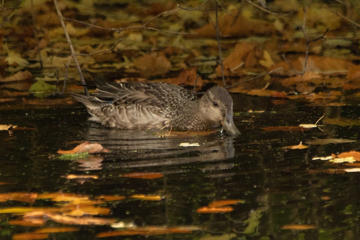 Green-winged Teal - Letty Roedolf Groenenboom