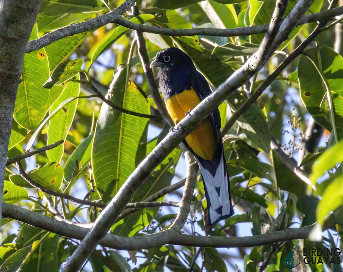Green-backed Trogon - ML625526349
