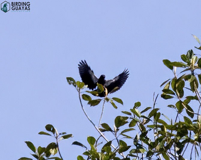 Swallow-winged Puffbird - ML625526358