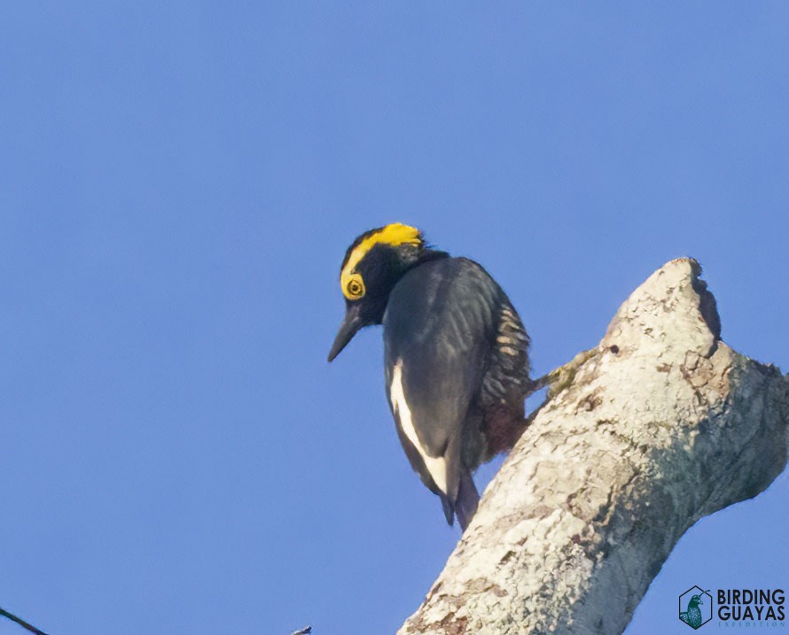 Yellow-tufted Woodpecker - ML625526370