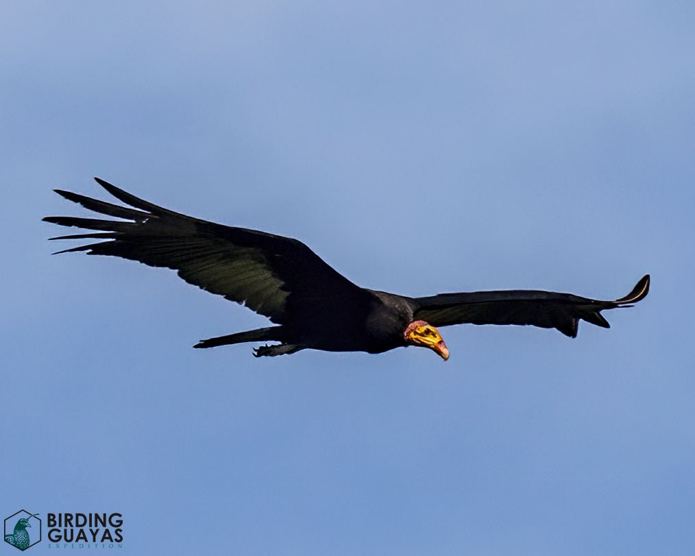 Greater Yellow-headed Vulture - ML625526416