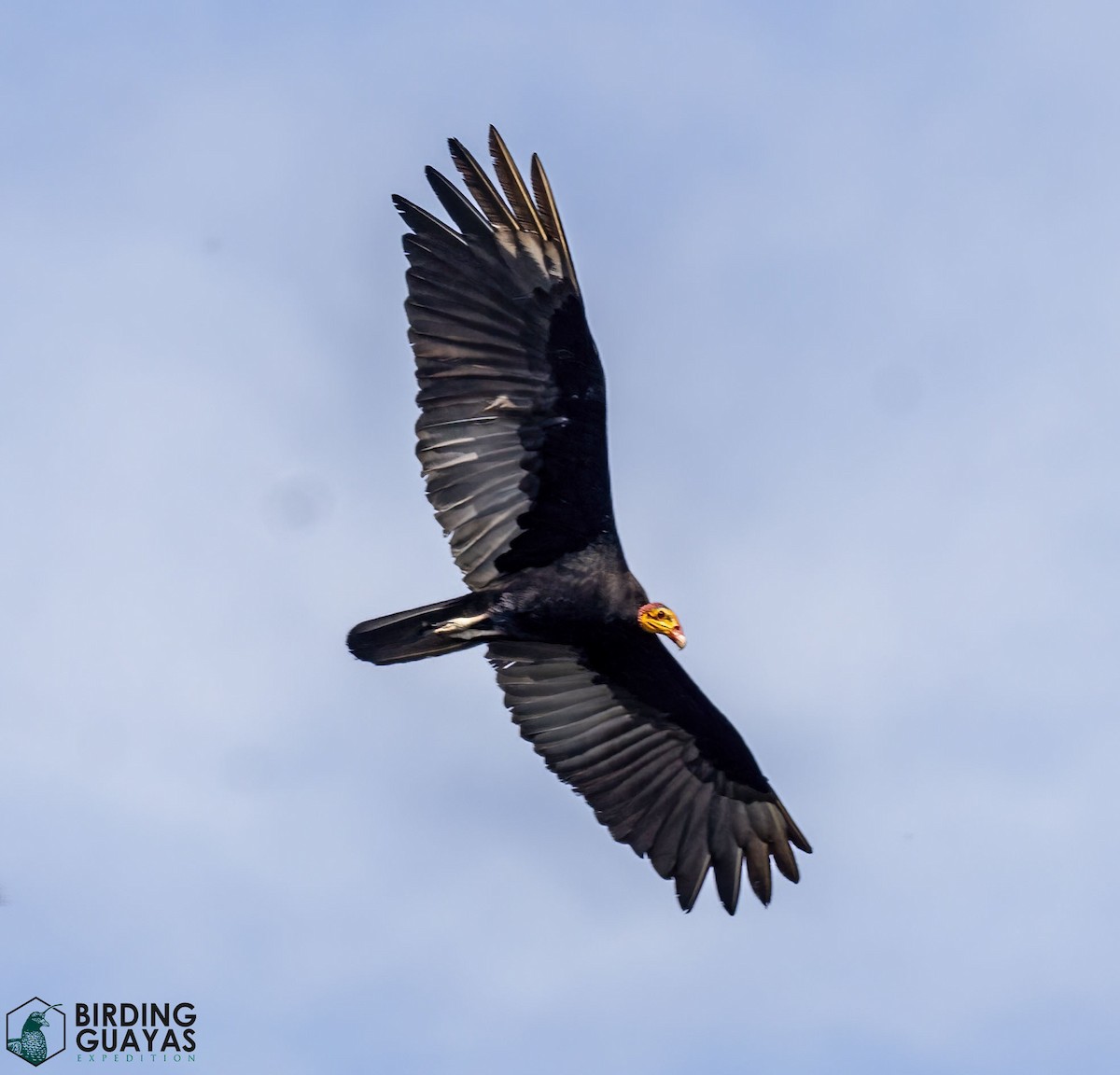 Greater Yellow-headed Vulture - ML625526417