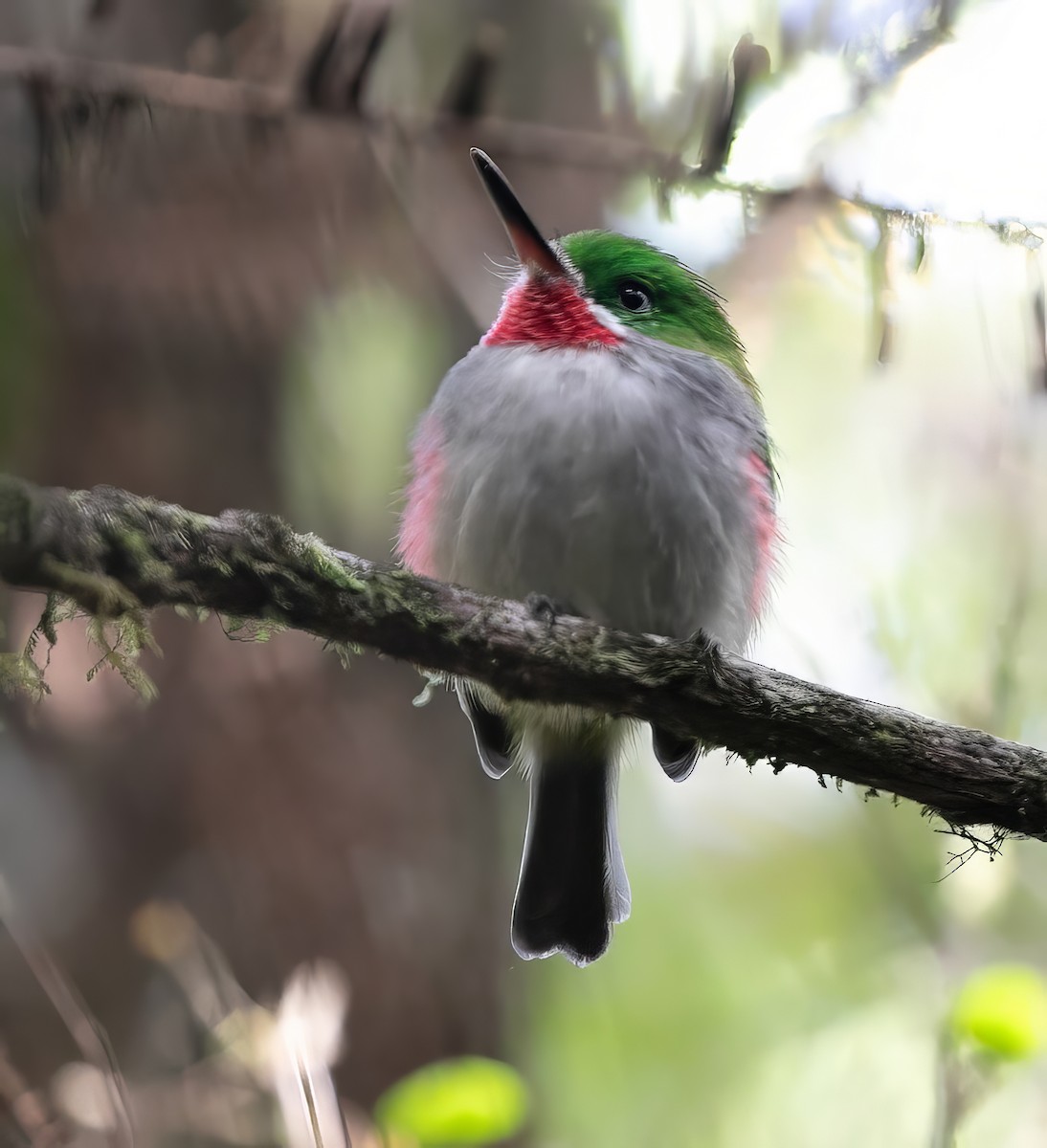 Narrow-billed Tody - ML625526422