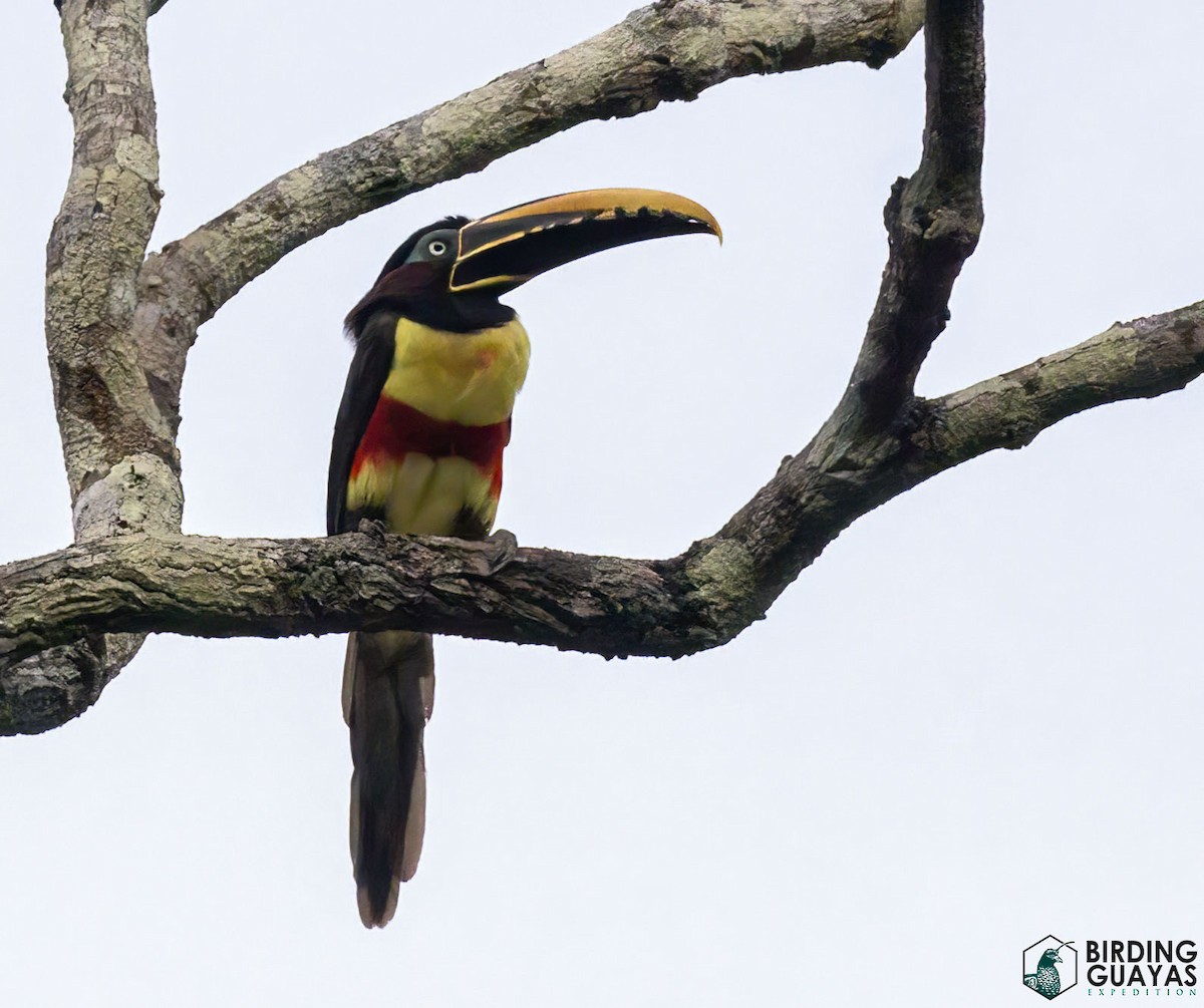 Chestnut-eared Aracari - ML625526436