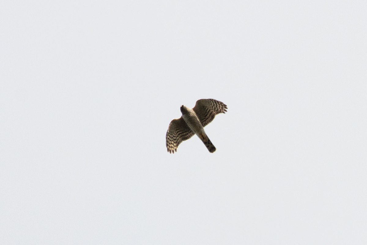 Eurasian Sparrowhawk - Letty Roedolf Groenenboom