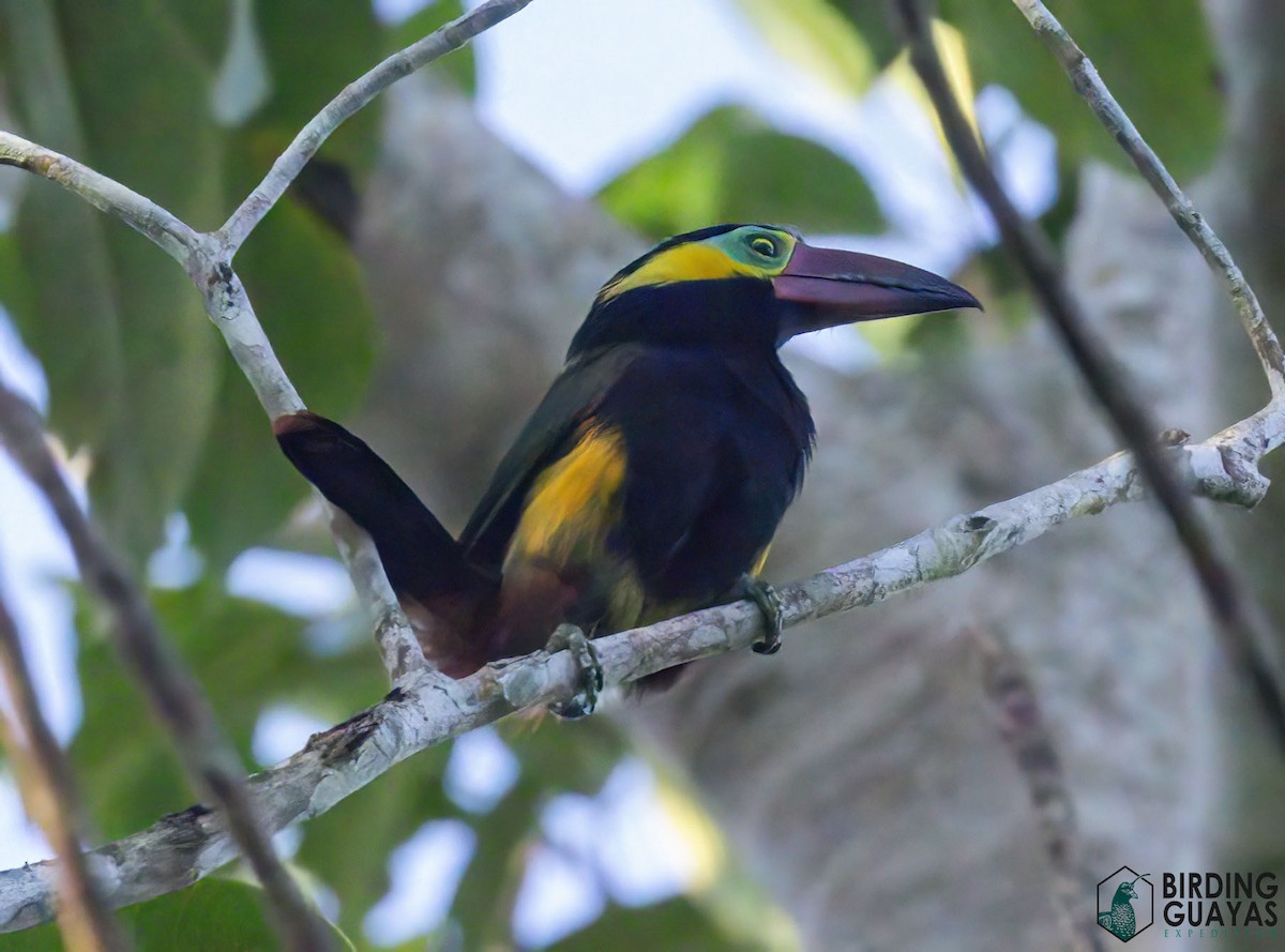 Golden-collared Toucanet - ML625526445