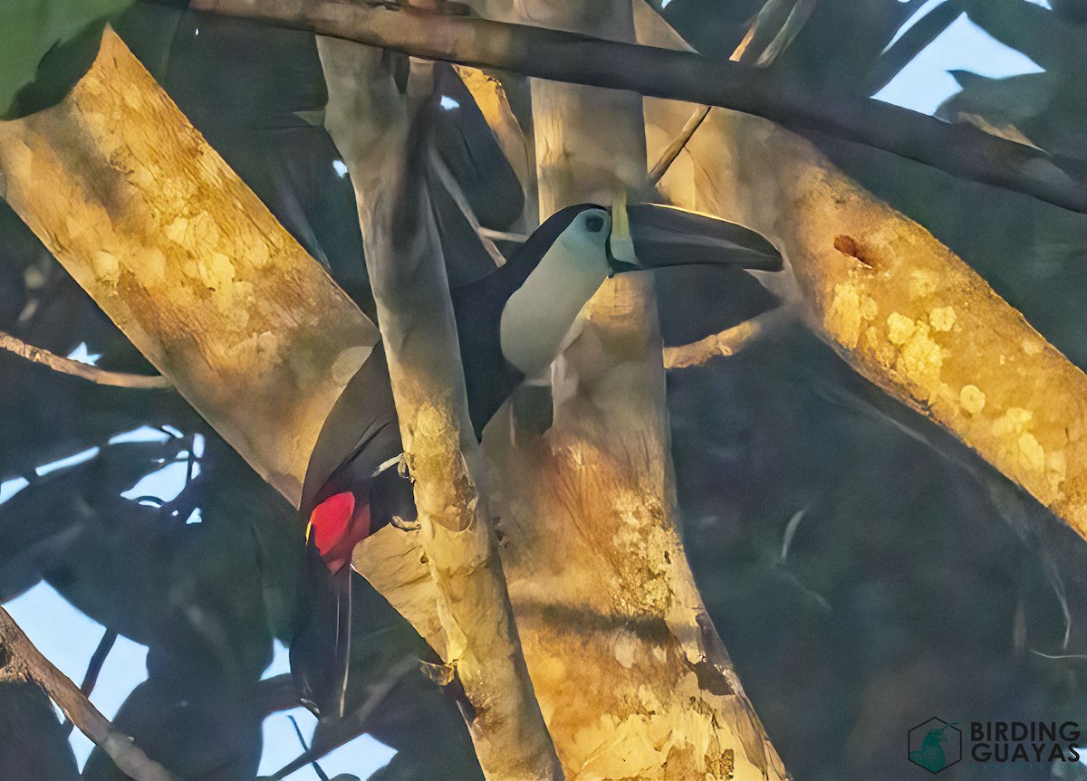 White-throated Toucan - ML625526453