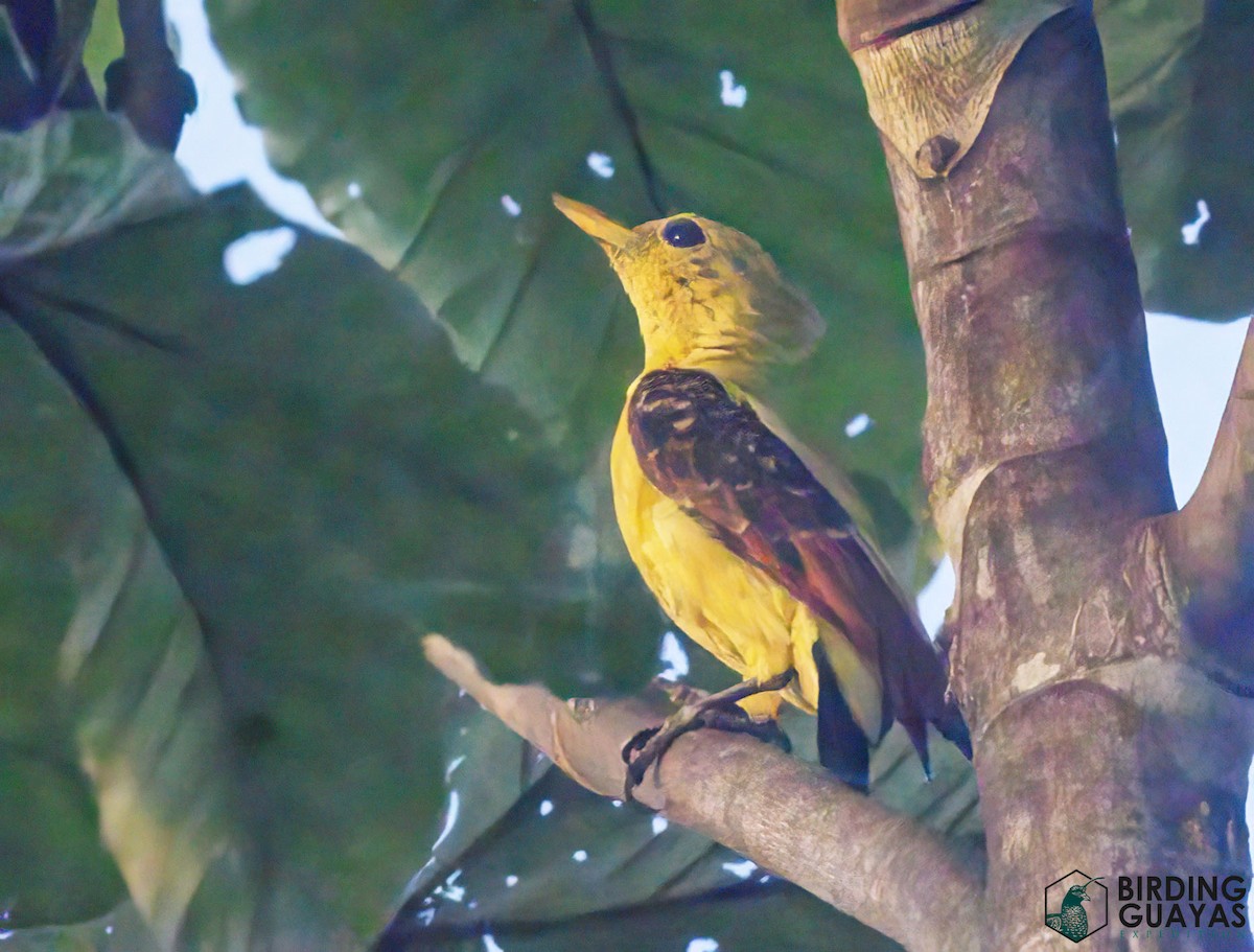 Cream-colored Woodpecker - ML625526488