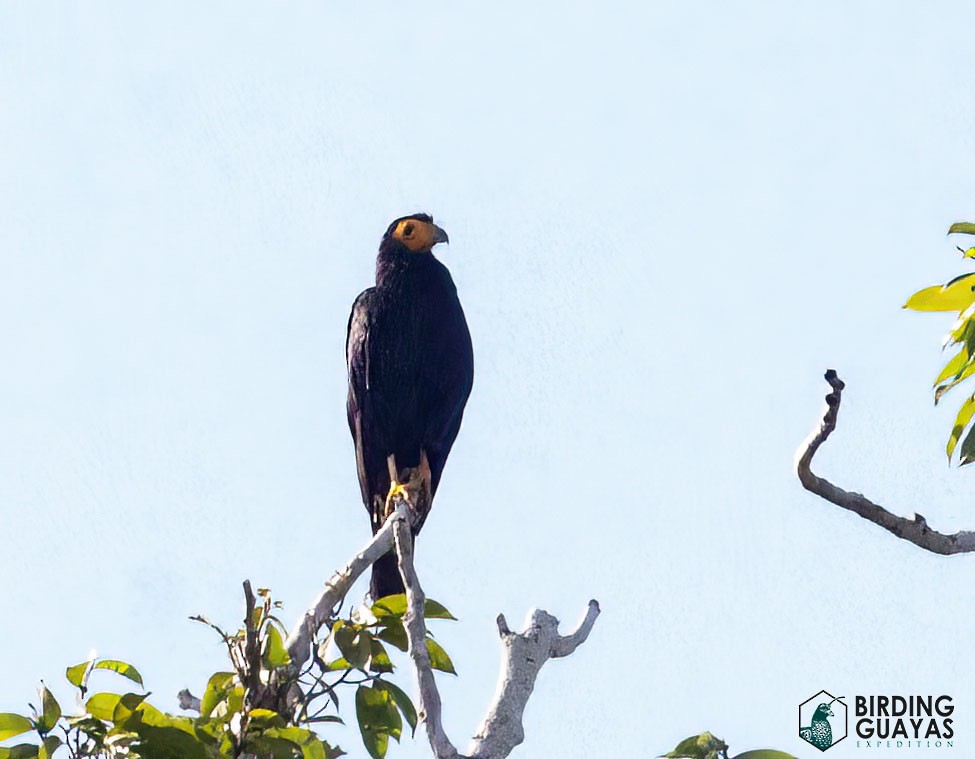 Black Caracara - ML625526510