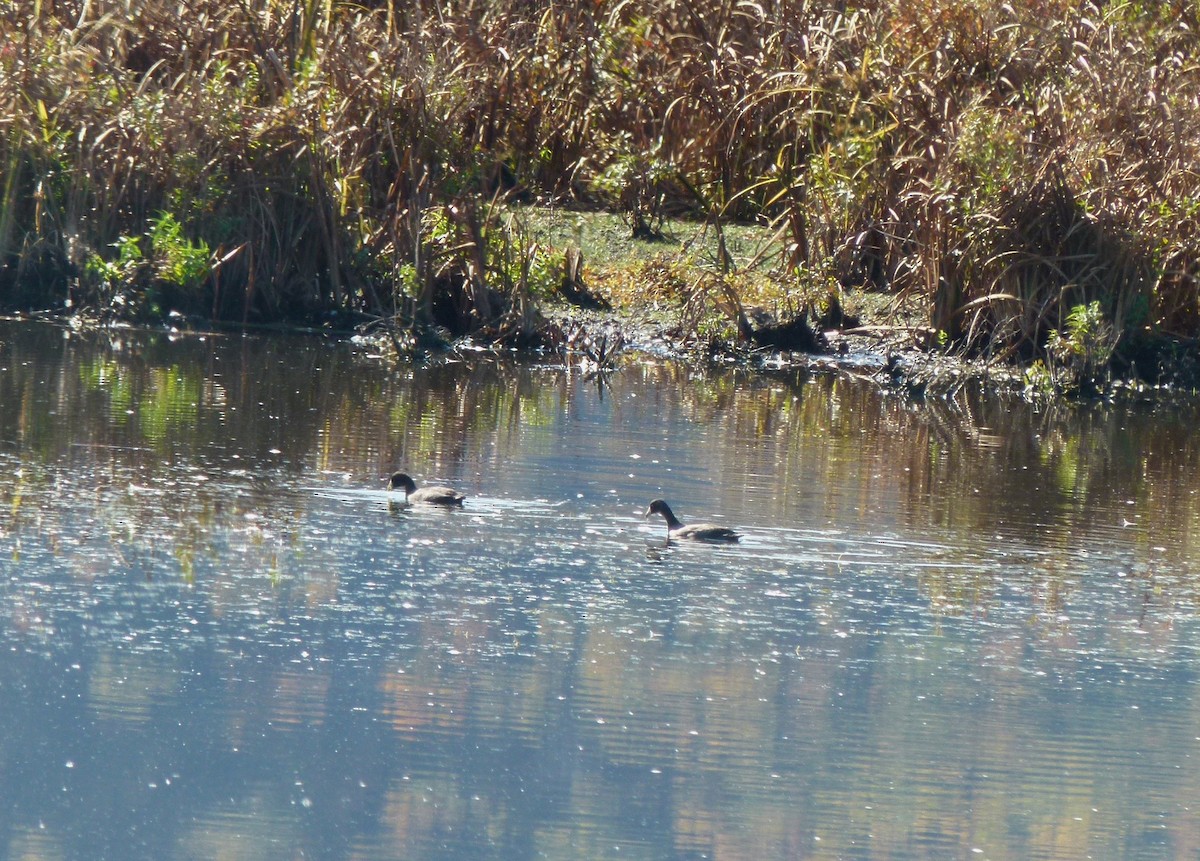 American Coot - ML625526628
