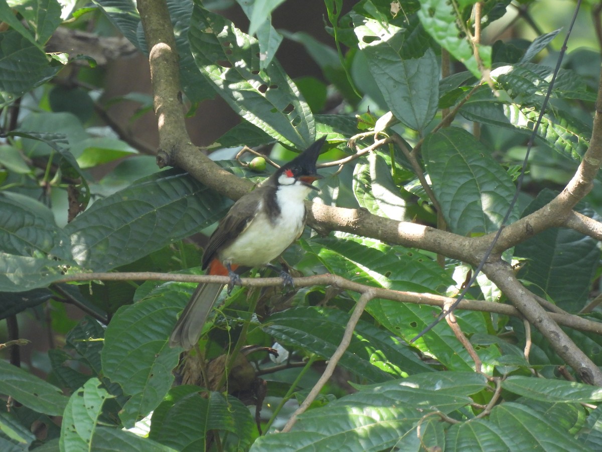 Red-whiskered Bulbul - ML625526631