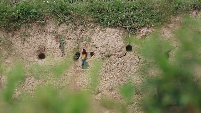 European Bee-eater - ML625526912