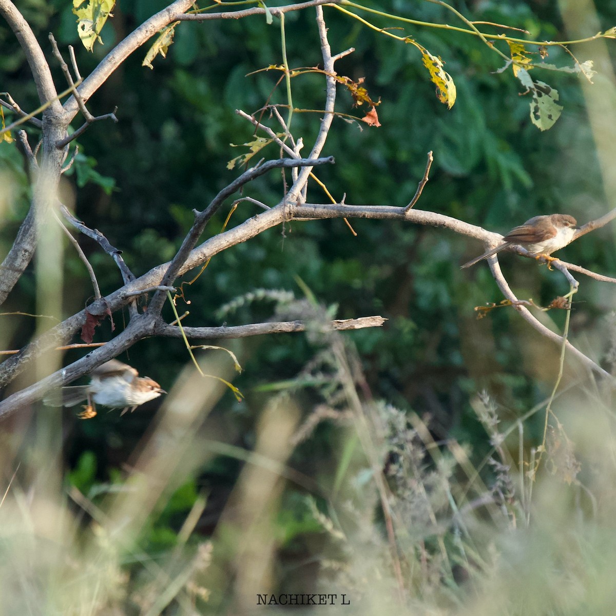 Yellow-eyed Babbler - ML625527057