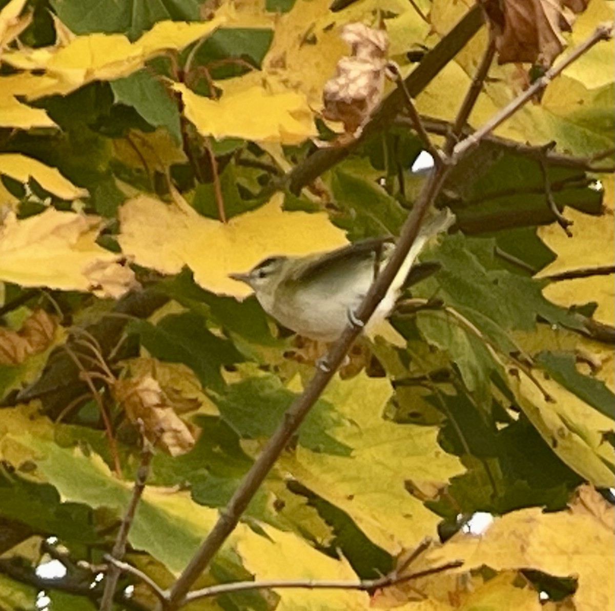 Rotaugenvireo - ML625527077