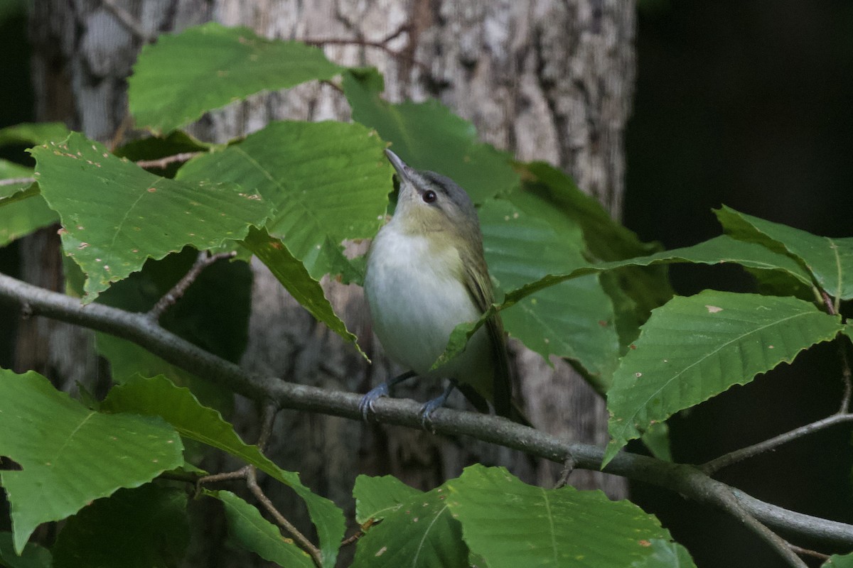 Red-eyed Vireo - ML625527246