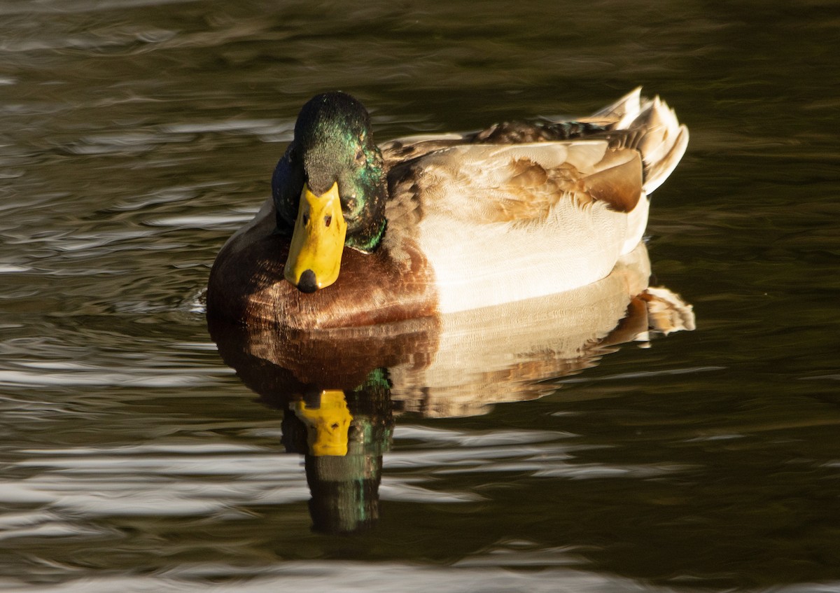 Mallard - Letty Roedolf Groenenboom