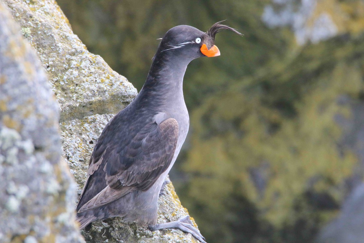 Crested Auklet - Ken Oeser