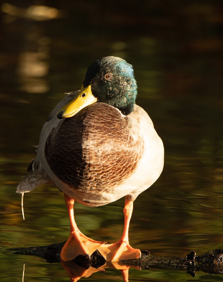 Mallard - Letty Roedolf Groenenboom